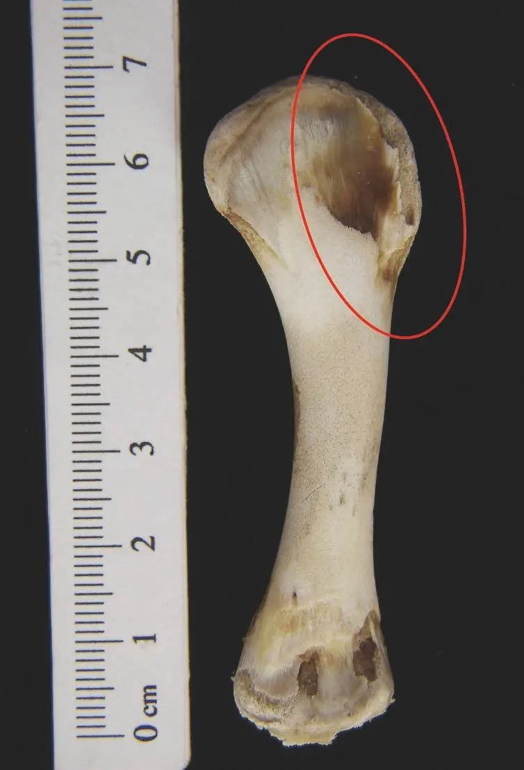 닭의 상완골.jpeg