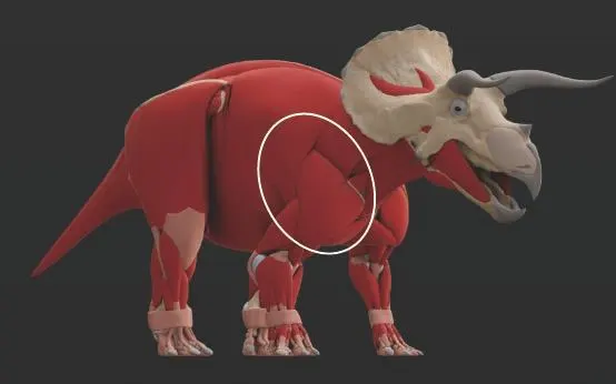 트리케라톱스의 근육.jpeg