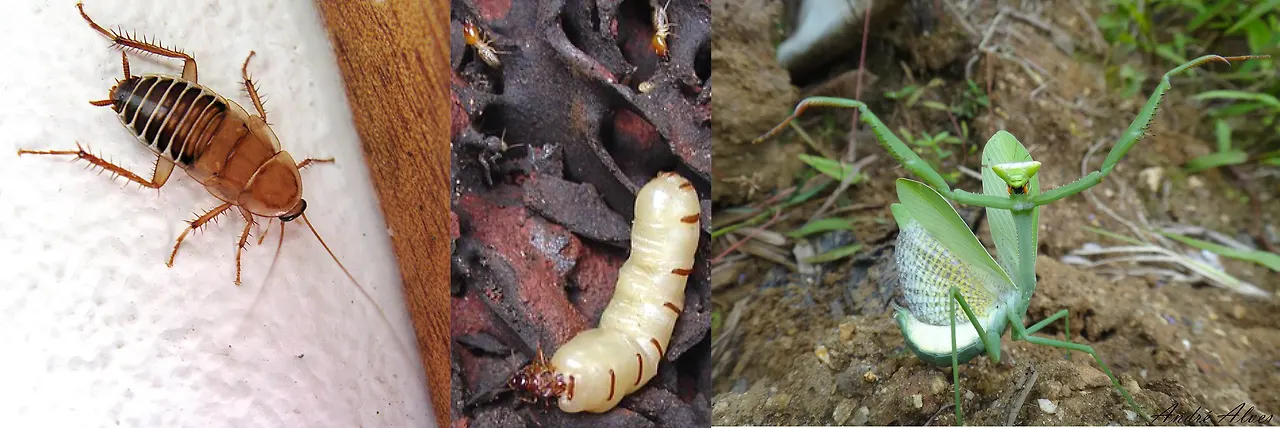 img.jpg?credential=yqXZFxpELC7KVnFOS48ylbz2pIh7yKj8&expires=1767193199&allow_ip=&allow_referer=&signature=yDEFuM8Uj4eCAJgpRi6ideuJzu0%3D