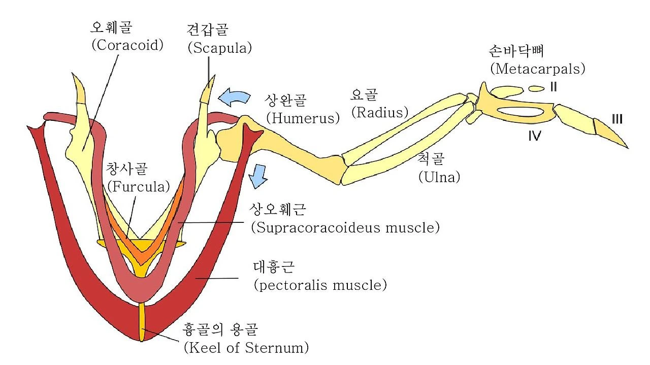 새의 날개 근육 구조.jpeg