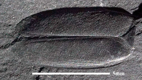 img.png?credential=yqXZFxpELC7KVnFOS48ylbz2pIh7yKj8&expires=1767193199&allow_ip=&allow_referer=&signature=OHTVMu4E4TERi0qckPhGc4bmywM%3D