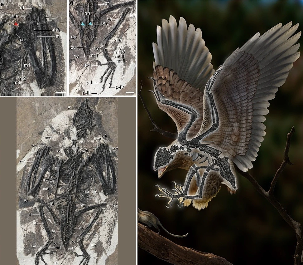 img.jpg?credential=yqXZFxpELC7KVnFOS48ylbz2pIh7yKj8&expires=1764514799&allow_ip=&allow_referer=&signature=VBqim273R5rdRmwdVqUNpLQdpHo%3D