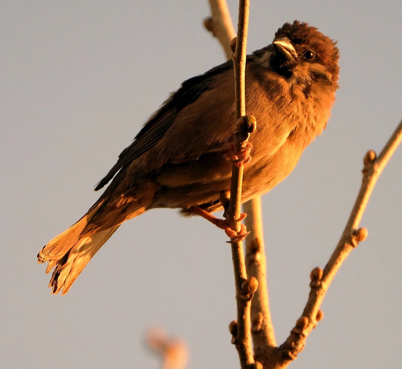 img.jpg?credential=yqXZFxpELC7KVnFOS48ylbz2pIh7yKj8&expires=1764514799&allow_ip=&allow_referer=&signature=QD2Fc1sBOXmGRBg8UaPZLZ7dlbU%3D