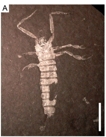 img.png?credential=yqXZFxpELC7KVnFOS48ylbz2pIh7yKj8&expires=1767193199&allow_ip=&allow_referer=&signature=f612f%2FsdGcFm9wQo7IoN35ZDRqM%3D