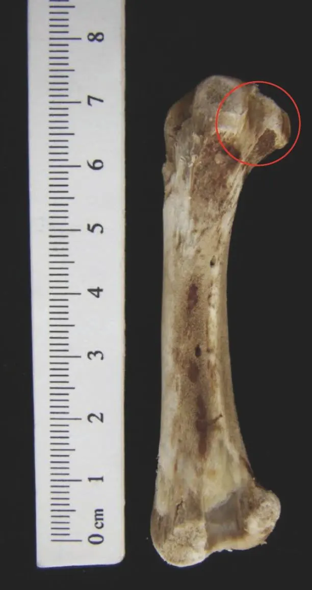 닭의 다리뼈.jpeg