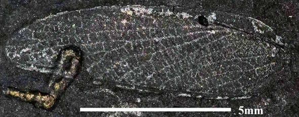 img.png?credential=yqXZFxpELC7KVnFOS48ylbz2pIh7yKj8&expires=1767193199&allow_ip=&allow_referer=&signature=LUH9N97MHVozSWh8t47u2r25HwQ%3D