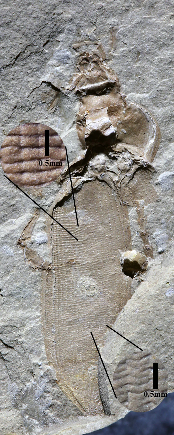 img.jpg?credential=yqXZFxpELC7KVnFOS48ylbz2pIh7yKj8&expires=1764514799&allow_ip=&allow_referer=&signature=p2qusxj14Tkn4VJch47tLO9WPNk%3D