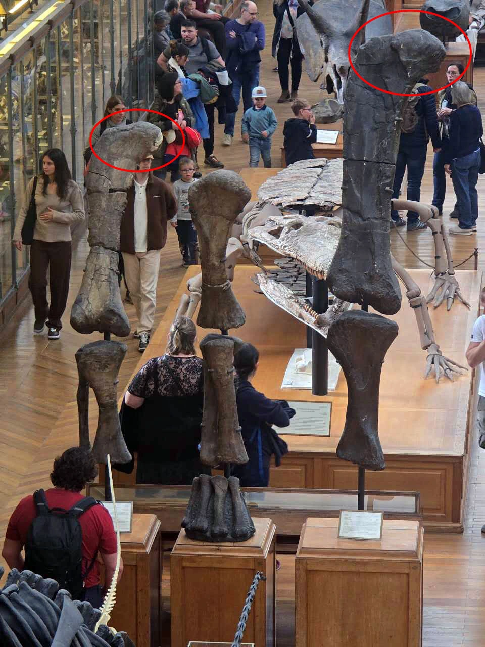 파리 자연사 박물관에서 전시 중인 목긴공룡의 다리뼈.jpeg