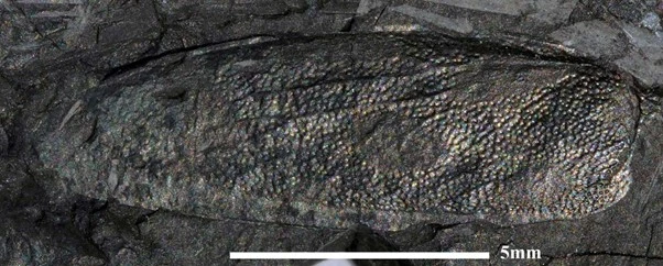 img.jpg?credential=yqXZFxpELC7KVnFOS48ylbz2pIh7yKj8&expires=1767193199&allow_ip=&allow_referer=&signature=PjBzyf7ZKP6Ega5yFyFhapBaRmc%3D