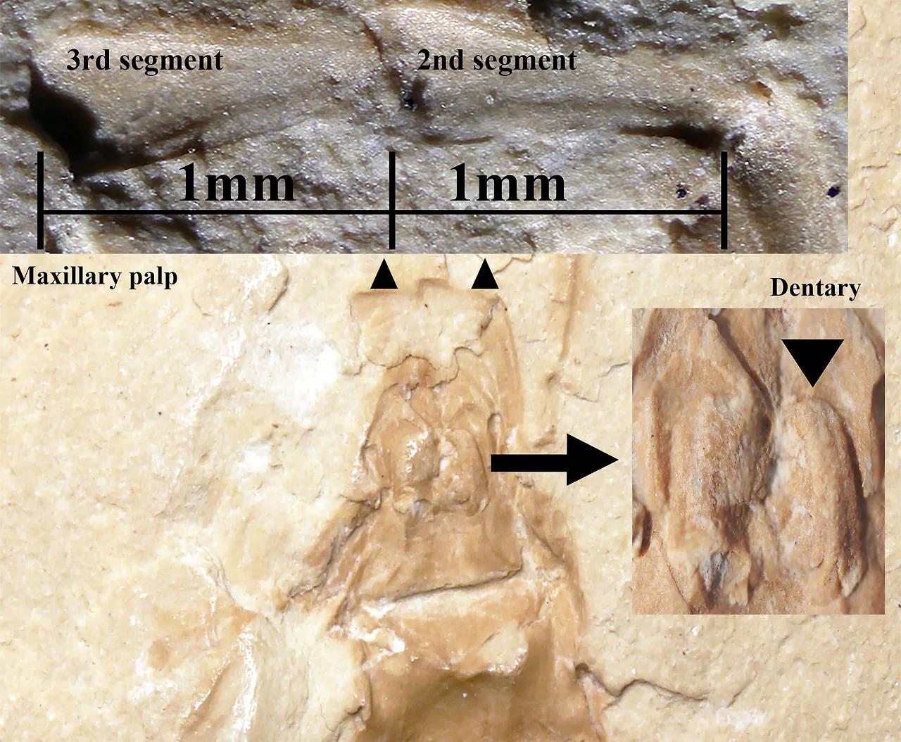 img.jpg?credential=yqXZFxpELC7KVnFOS48ylbz2pIh7yKj8&expires=1764514799&allow_ip=&allow_referer=&signature=vxK%2FfMDUb3xCGirBCYp4u1cZOTw%3D