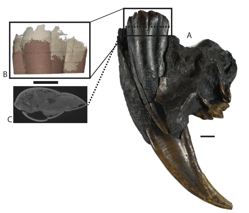 img.png?credential=yqXZFxpELC7KVnFOS48ylbz2pIh7yKj8&expires=1764514799&allow_ip=&allow_referer=&signature=mMIr1XVv0J3bkeaGkPh6vLhsJnc%3D