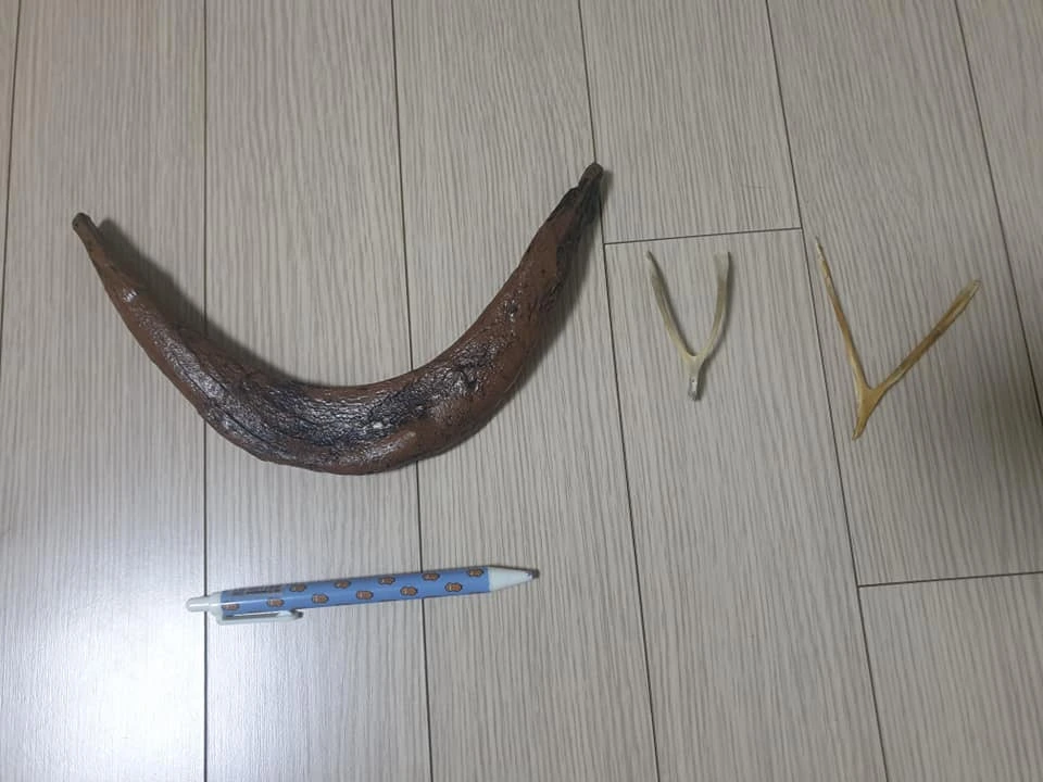 티라노사우루스의 창사골 모형과 닭 칠면조의 창사골 출처 직접 촬영..jpeg