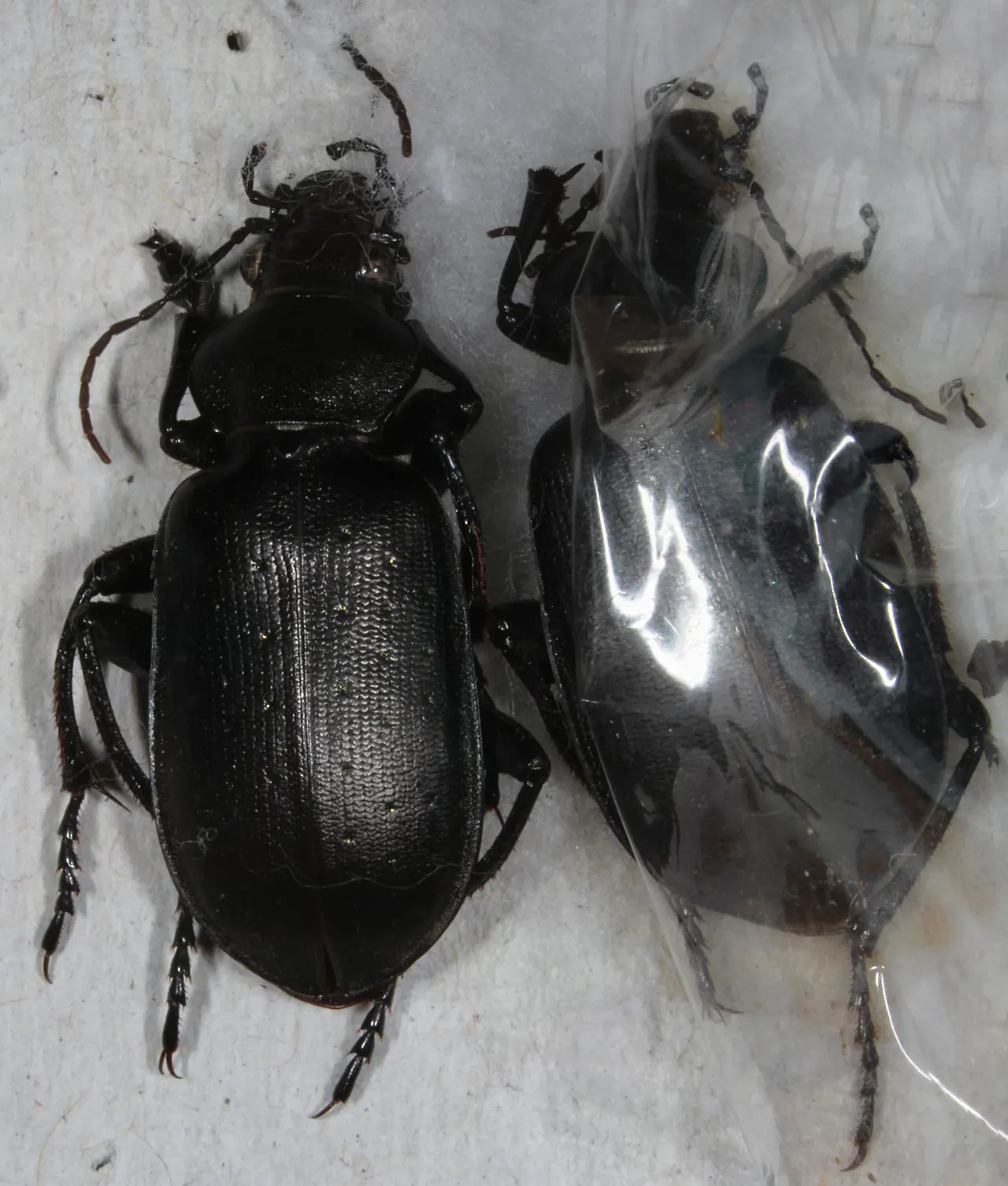 img.jpg?credential=yqXZFxpELC7KVnFOS48ylbz2pIh7yKj8&expires=1764514799&allow_ip=&allow_referer=&signature=5njT5%2FyN8P%2BSIB%2BCEpzmuEJJAgQ%3D