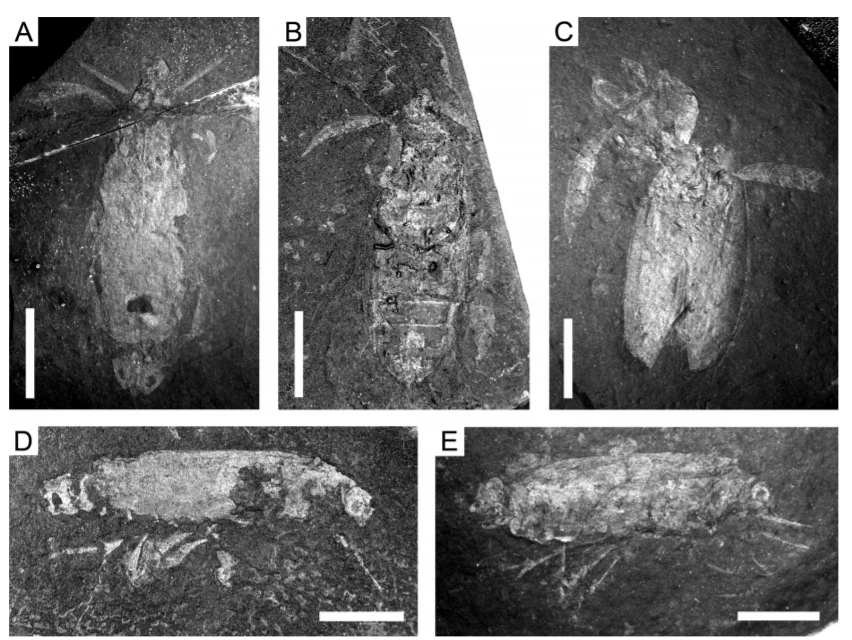 img.png?credential=yqXZFxpELC7KVnFOS48ylbz2pIh7yKj8&expires=1767193199&allow_ip=&allow_referer=&signature=oDiXbbQPuKubKK%2FshPLJowLK3VQ%3D