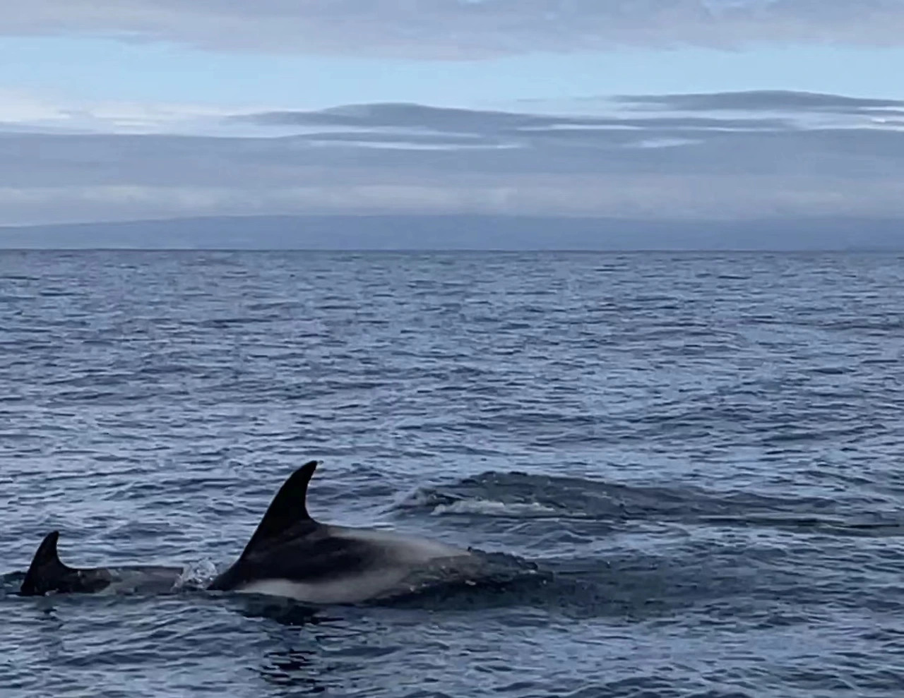 후사비크 2.jpeg