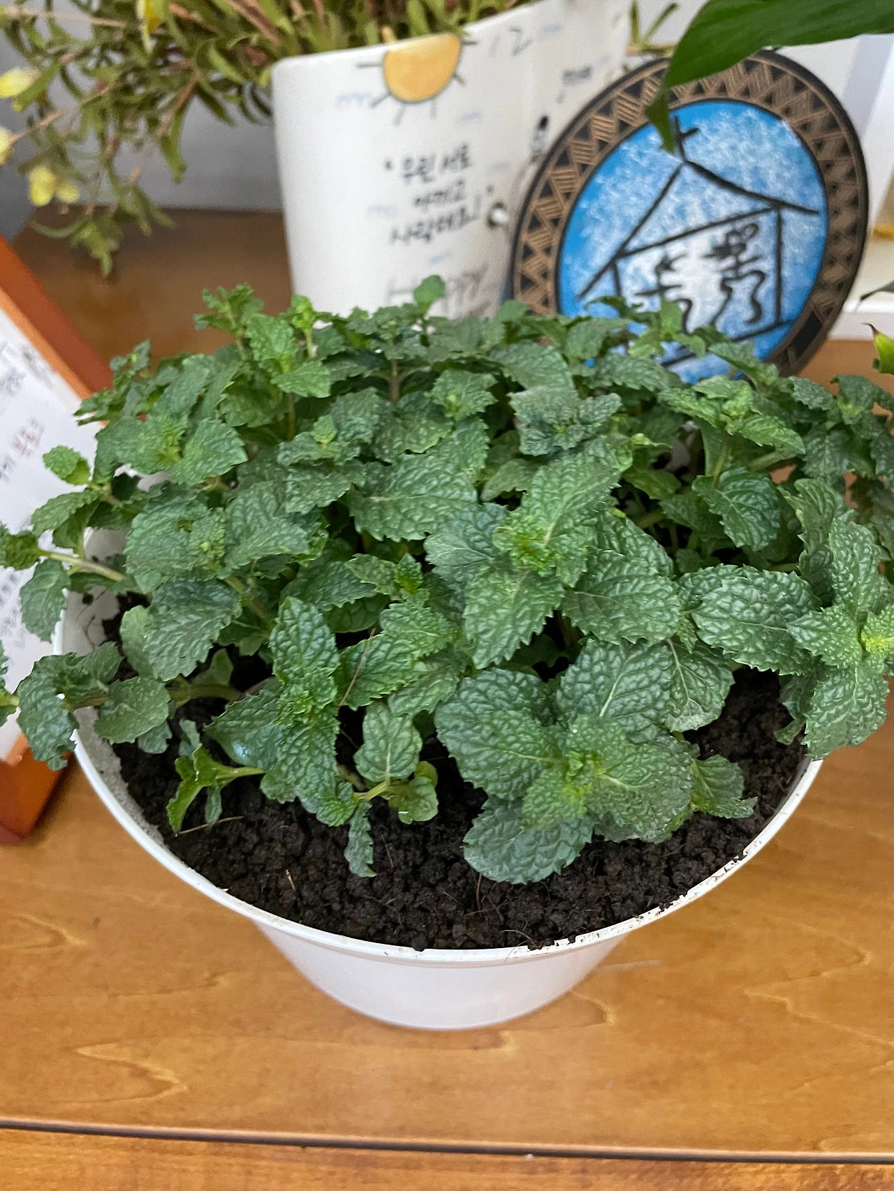 식물 2.jpeg