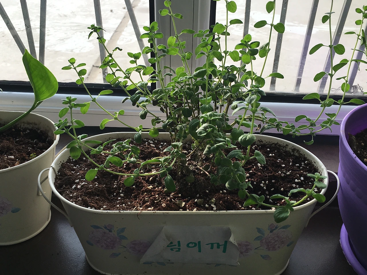 브로콜리 1.JPG