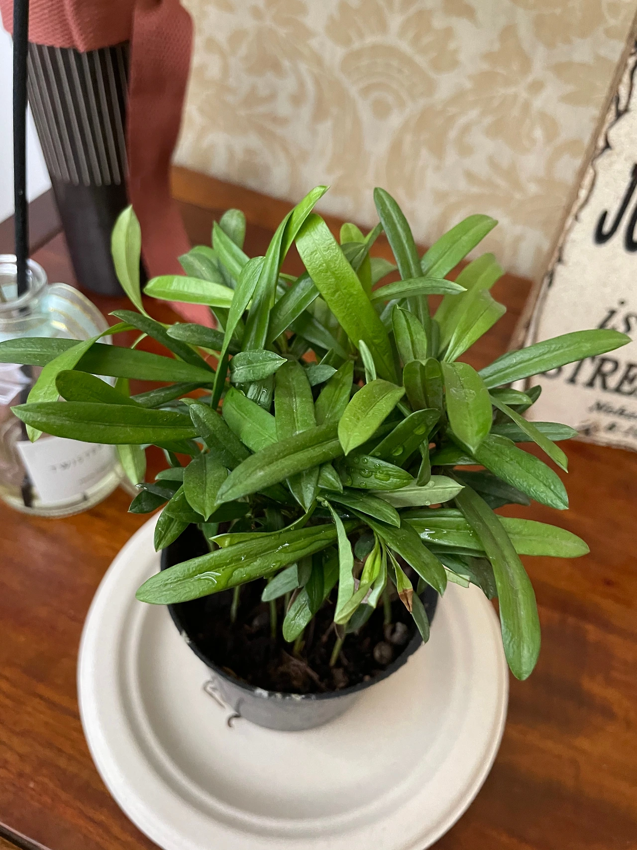 식물 3.jpeg