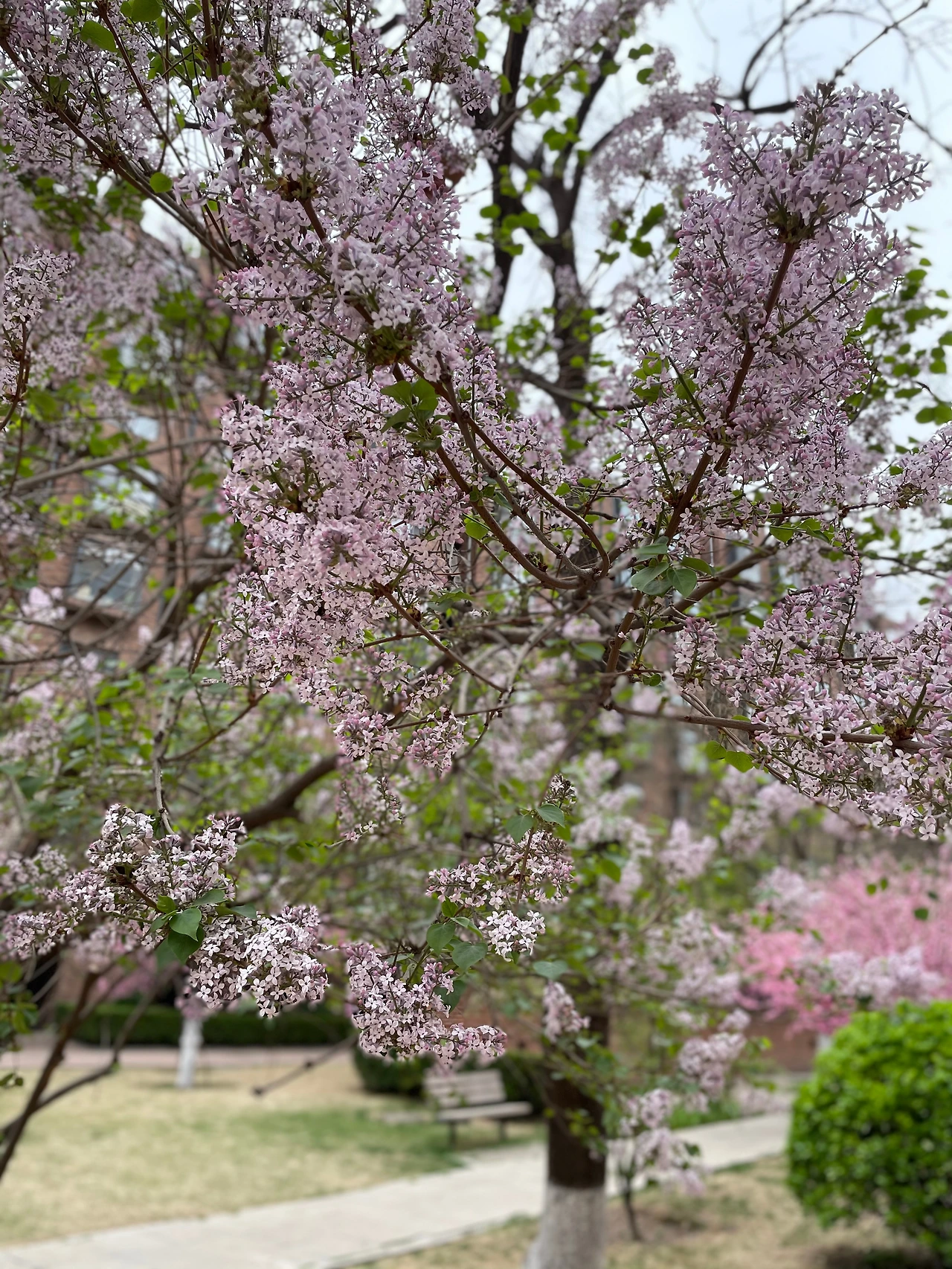 라일락 1.jpeg