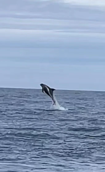 후사비크 1.jpeg