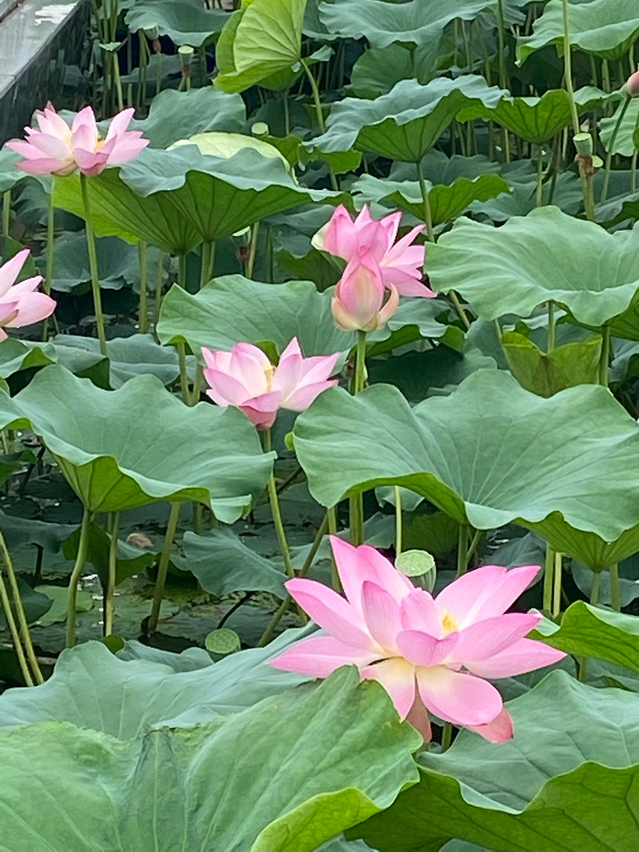 덕진 1.jpeg