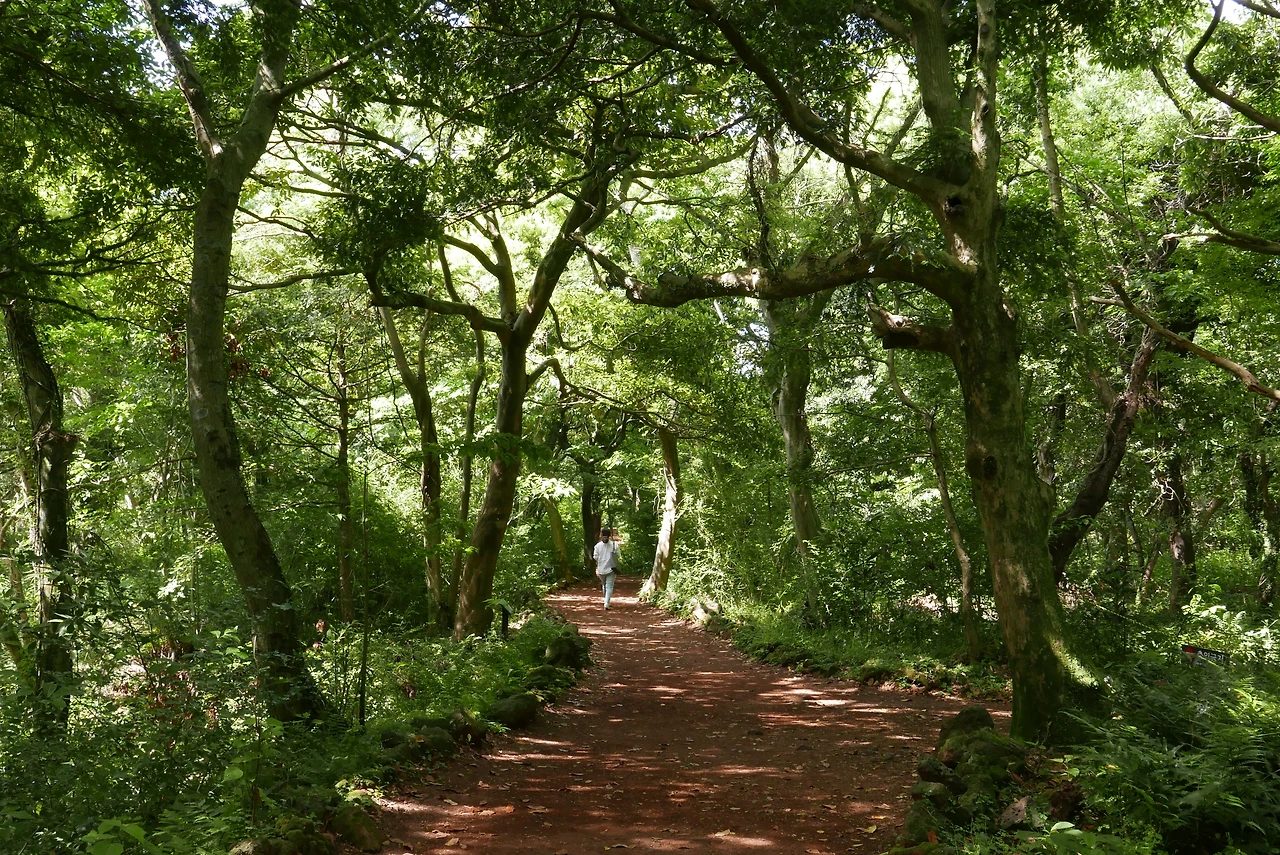 비자림 숲길 2.JPG