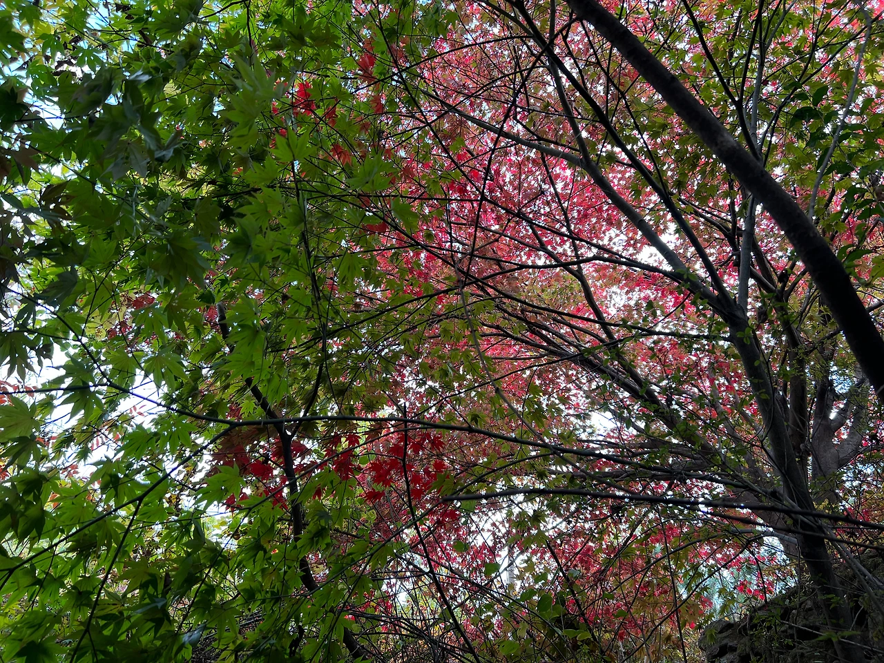 KakaoTalk_Photo_2022-12-02-19-01-38 007.jpeg