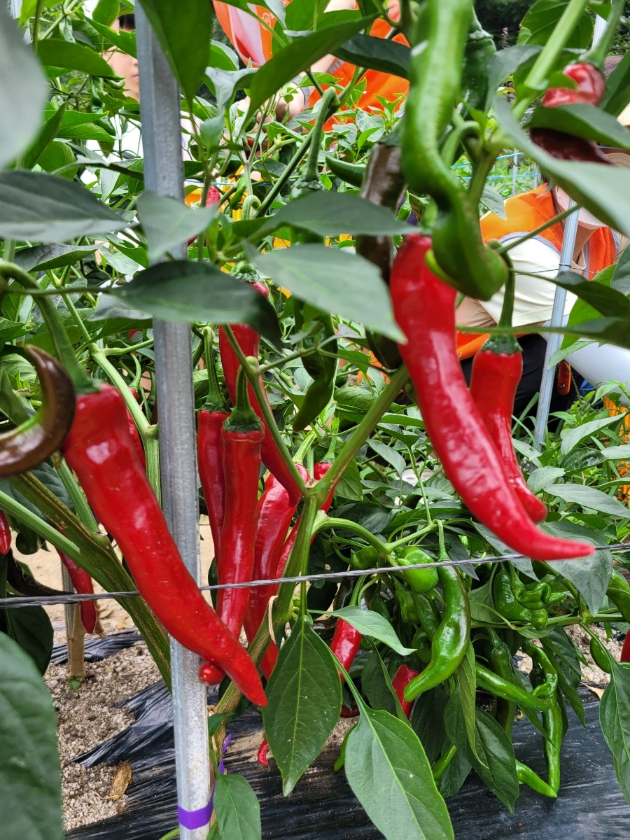 900%EF%BC%BF20250823%EF%BC%BF112624.jpg?type=w1