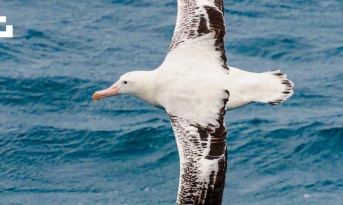 ?src=%22https%3A%2F%2Fimages.unsplash.com%2Fphoto-1552243048-431d0c4e1bad%3Fmark%3Dhttps%253A%252F%252Fimages.unsplash.com%252Fopengraph%252Flogo.png%26mark-w%3D64%26mark-align%3Dtop%252Cleft%26mark-pad%3D50%26h%3D630%26w%3D1200%26crop%3Dfaces%252Cedges%26blend-w%3D1%26blend%3D000000%26blend-mode%3Dnormal%26blend-alpha%3D10%26auto%3Dformat%26fit%3Dcrop%26q%3D60%26ixid%3DM3wxMjA3fDB8MXxhbGx8fHx8fHx8fHwxNzU3NDE3NzExfA%26ixlib%3Drb-4.1.0%22&type=ff500_300