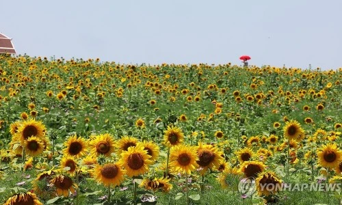 ?src=%22https%3A%2F%2Fimgnews.pstatic.net%2Fimage%2F001%2F2025%2F06%2F23%2FPYH2025062315990006100_P4_20250623144023487.jpg%22&type=ff500_300&service=