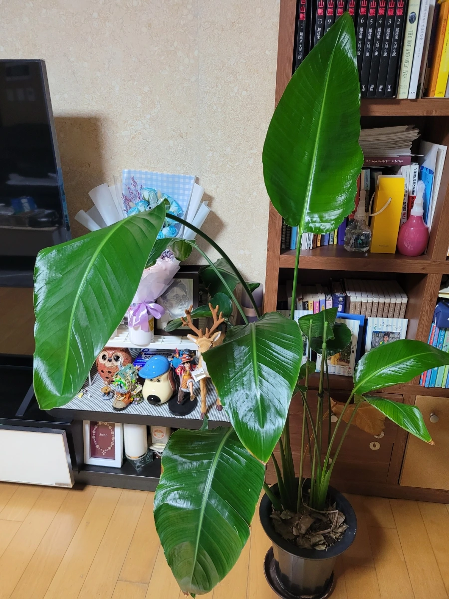 900%EF%BC%BF20250615%EF%BC%BF195640.jpg?type=w1