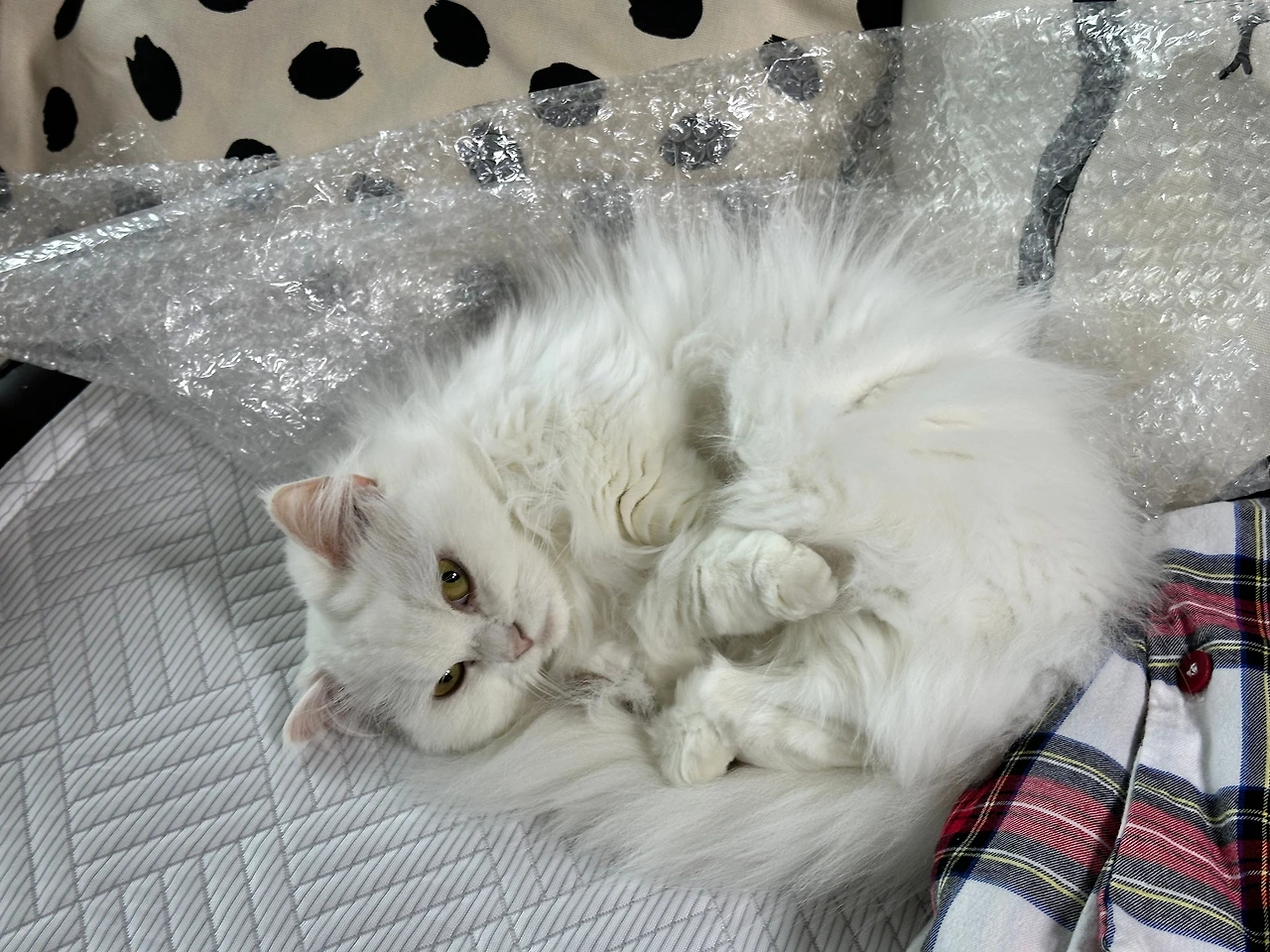 KakaoTalk_Photo_2024-10-17-09-25-34 002.jpeg