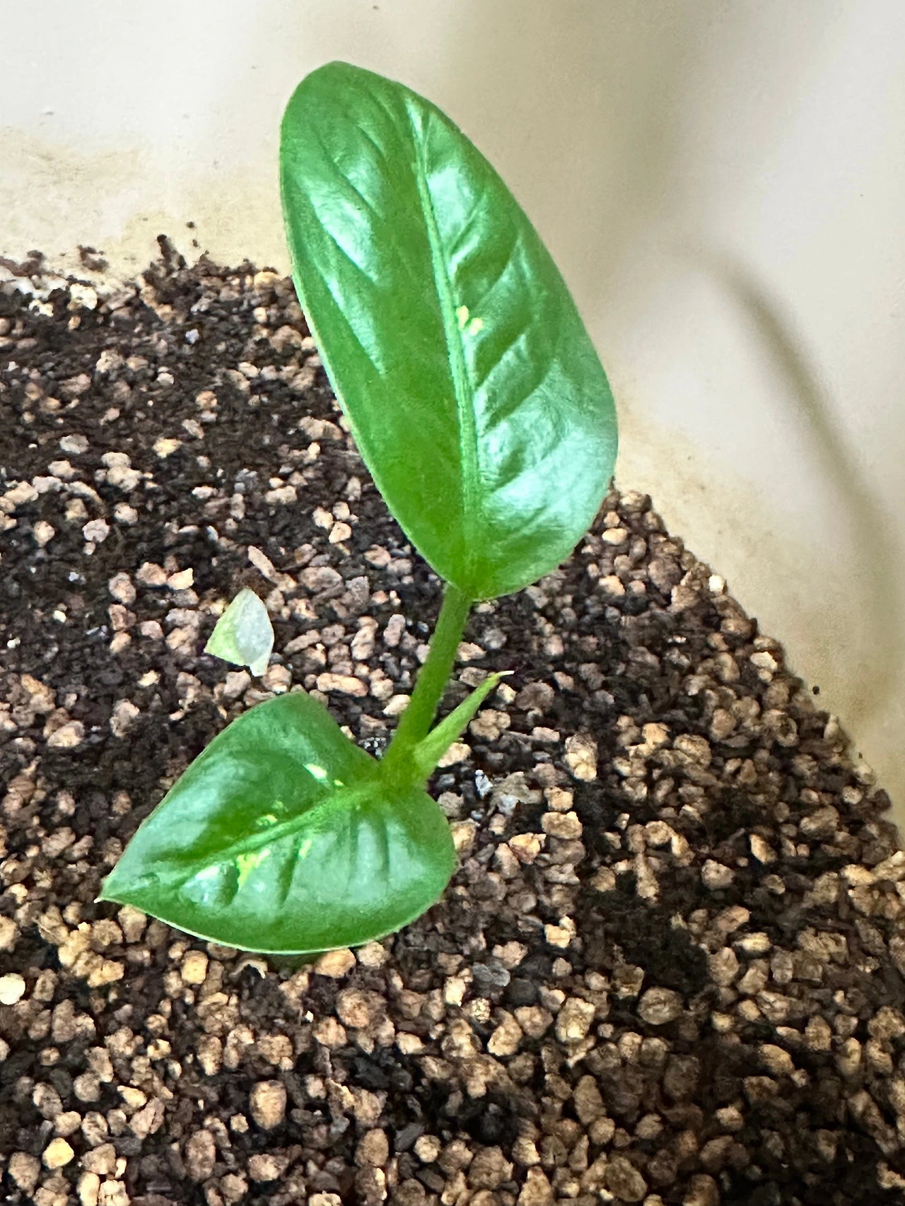 KakaoTalk_Photo_2024-12-31-21-01-52 006.jpeg