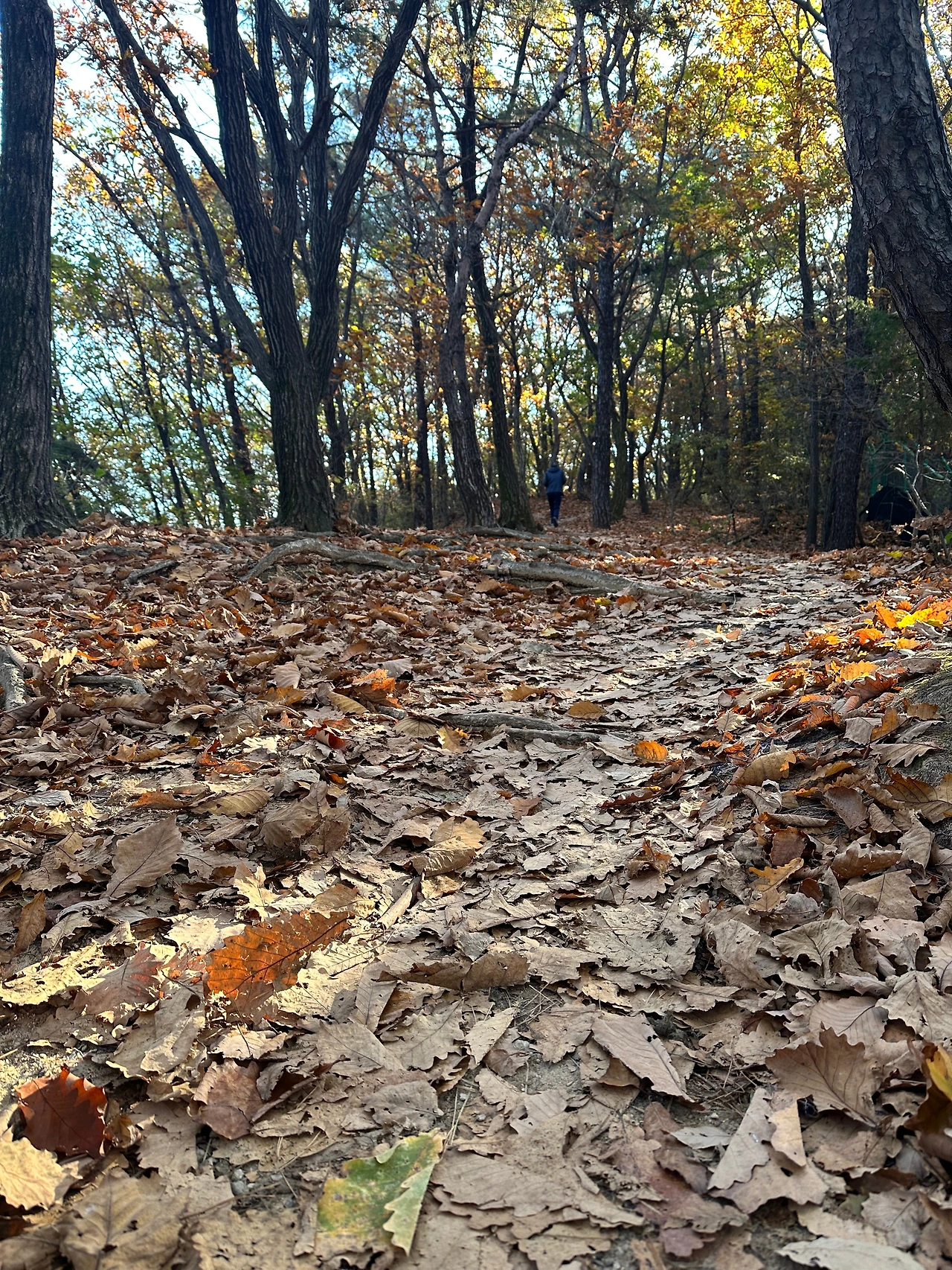 KakaoTalk_Photo_2024-11-06-13-04-21 001.jpeg