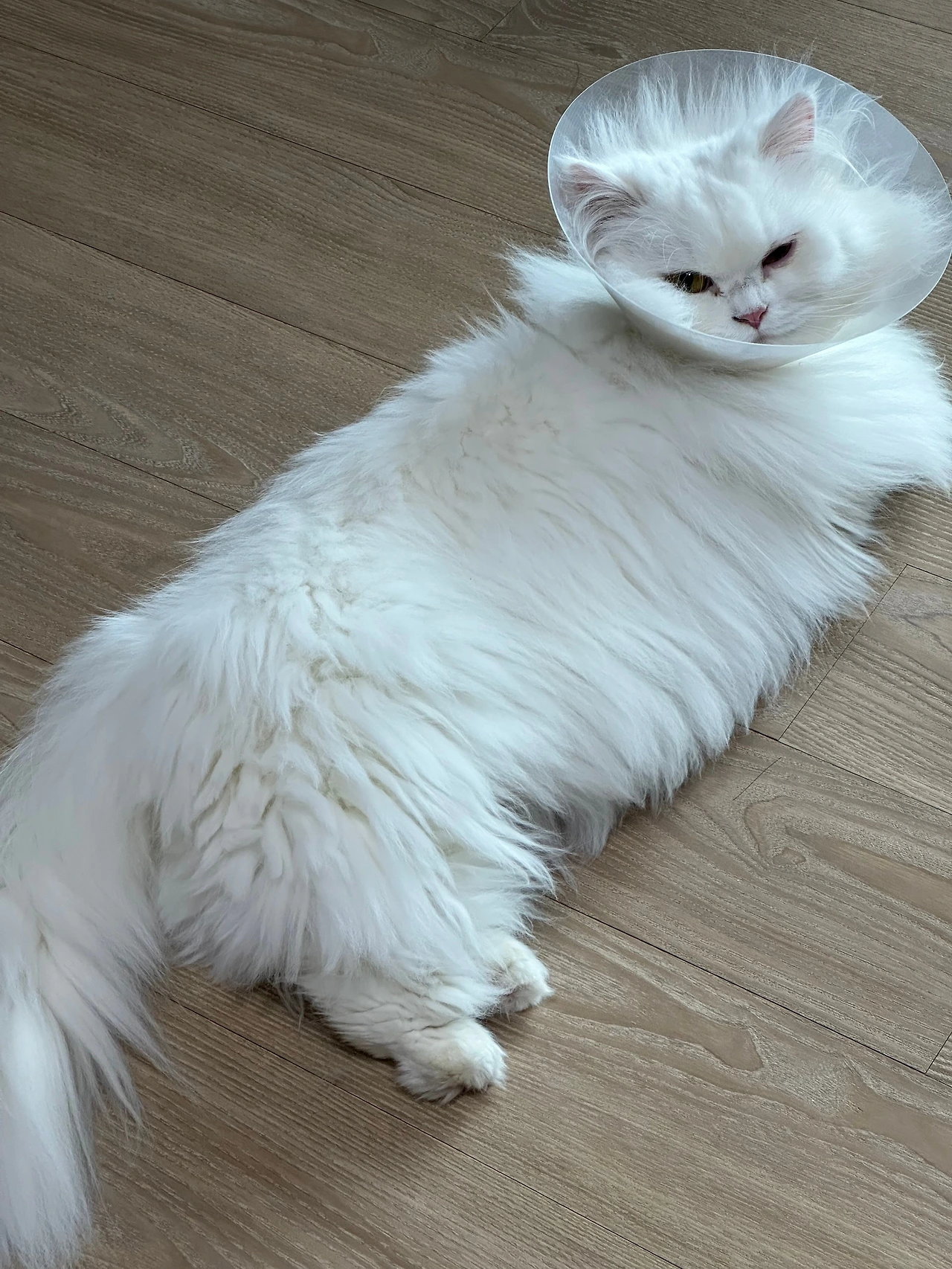 KakaoTalk_Photo_2024-10-17-09-25-37 009.jpeg