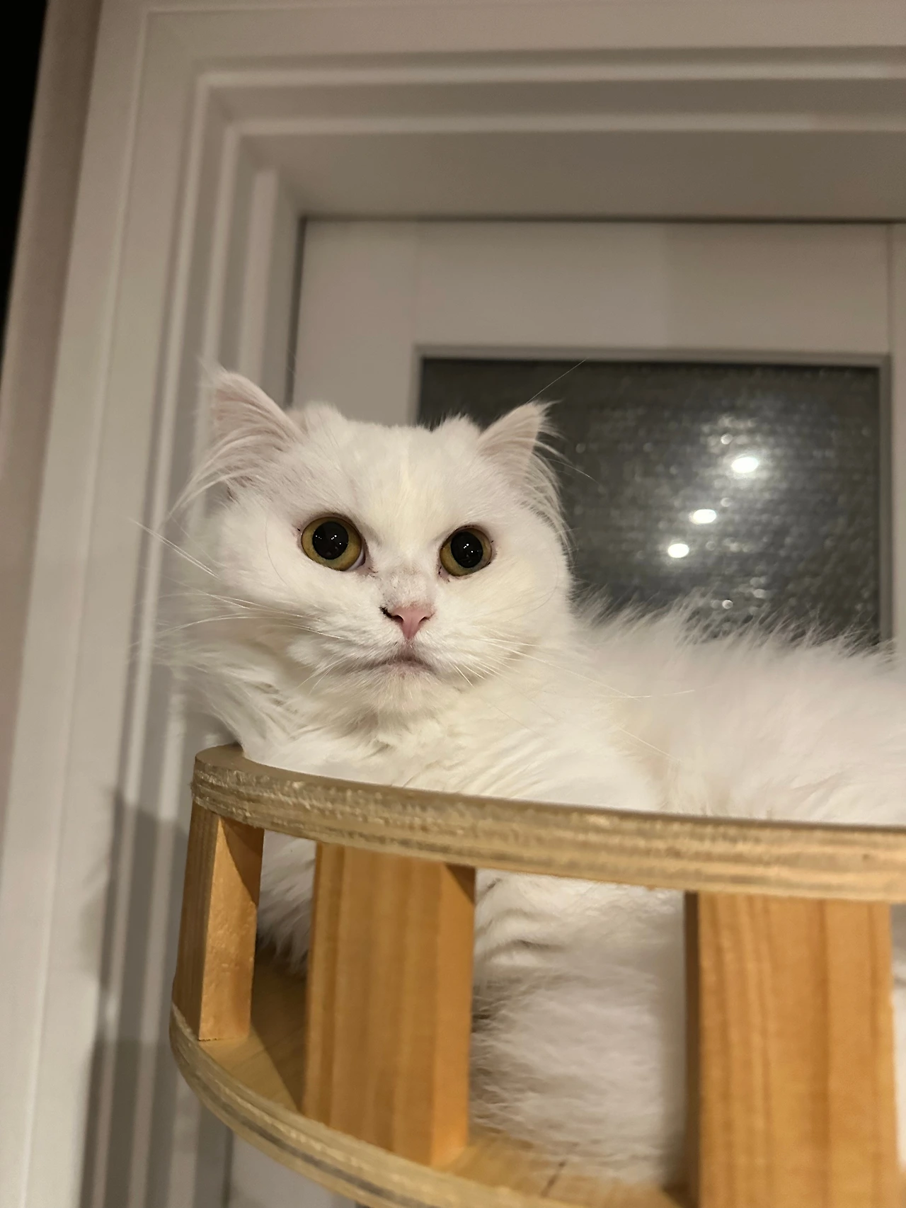 KakaoTalk_Photo_2024-10-17-09-25-35 005.jpeg