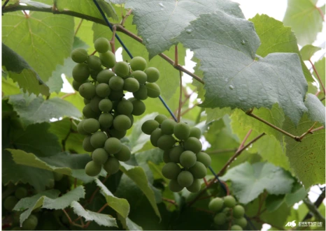 %EC%8A%A4%ED%81%AC%EB%A6%B0%EC%83%B7_2024-01-23_184037.png?type=w466