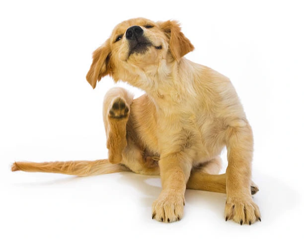 %EA%B3%A8%EB%93%A0-%EB%A6%AC%ED%8A%B8%EB%A6%AC%EB%B2%84-%EA%B0%95%EC%95%84%EC%A7%80-%EA%B8%81%EC%9D%8C-fleas-%ED%9D%B0%EC%83%89-%EB%B0%B0%EA%B2%BD%EC%9D%98.jpg?s=612x612&w=0&k=20&c=CNS66AsN2Sk1kAJMg_LxoJYNfHDr1gq-SyL9Xui3VHg=