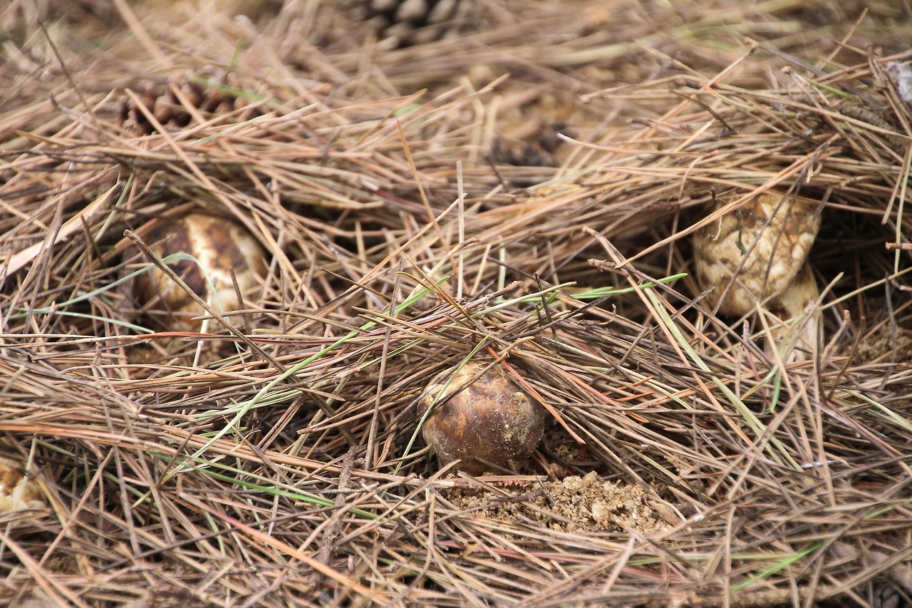 울진송이 이미지.JPG