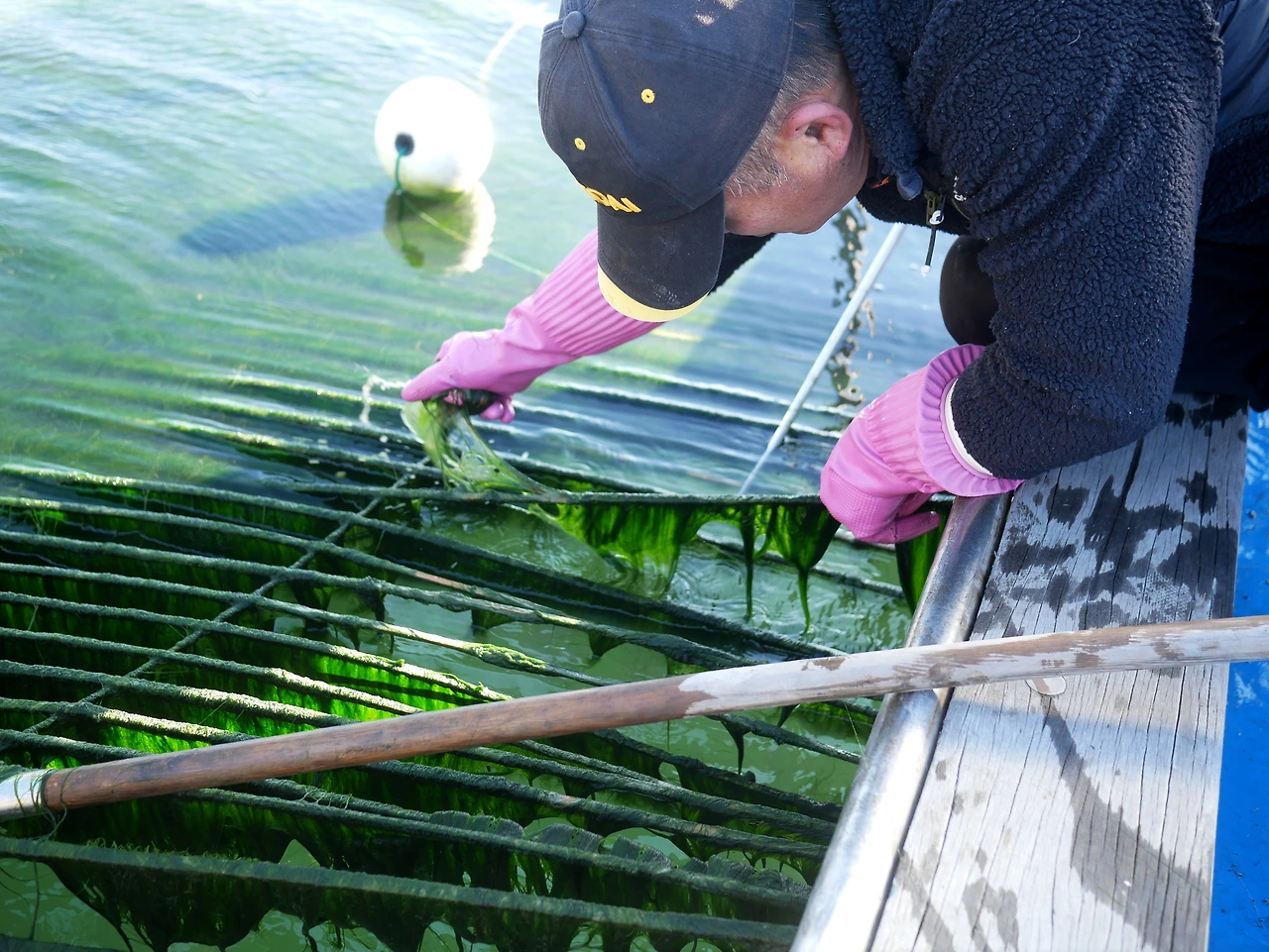 장흥 매생이 양식.JPG