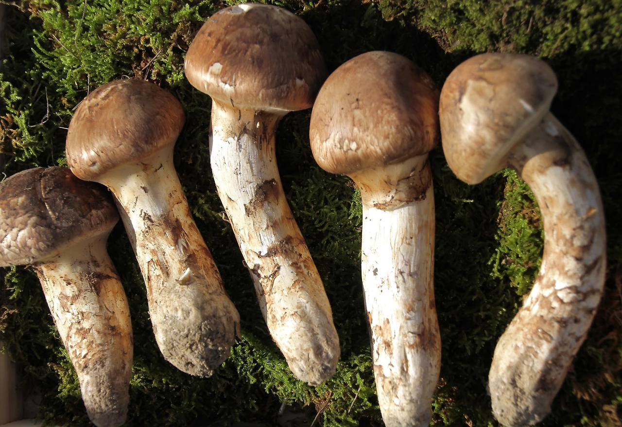 송이 시즌이다.JPG