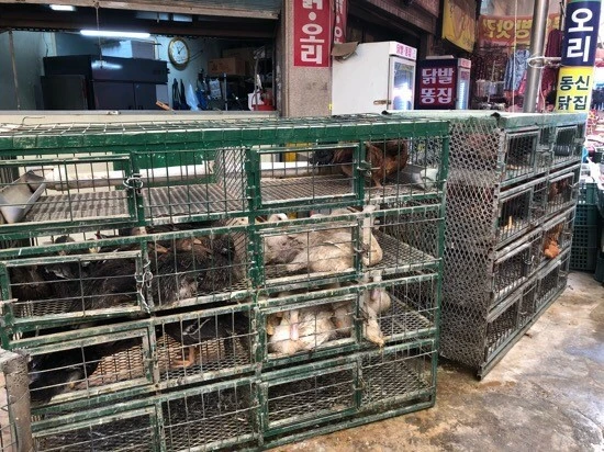 닭장.jfif
