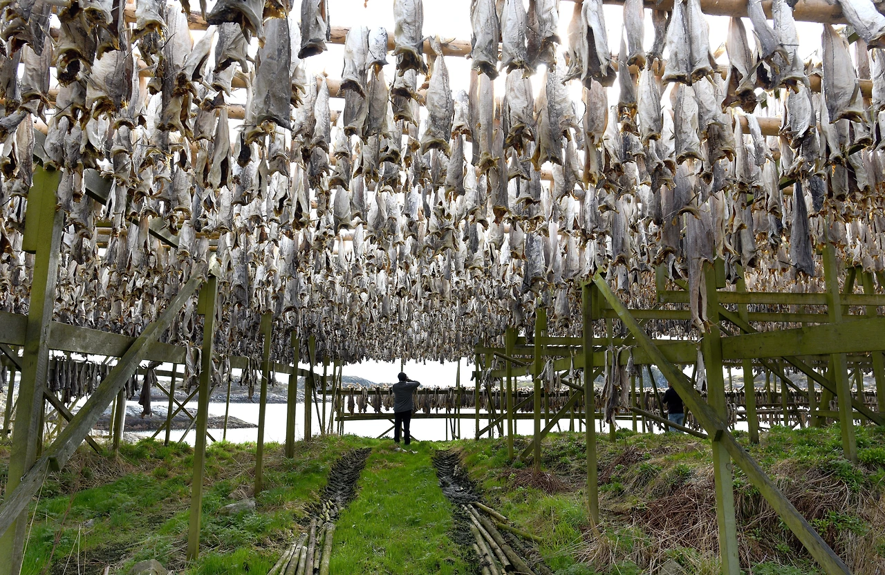 노르웨이 북부의 대구 덕장.JPG