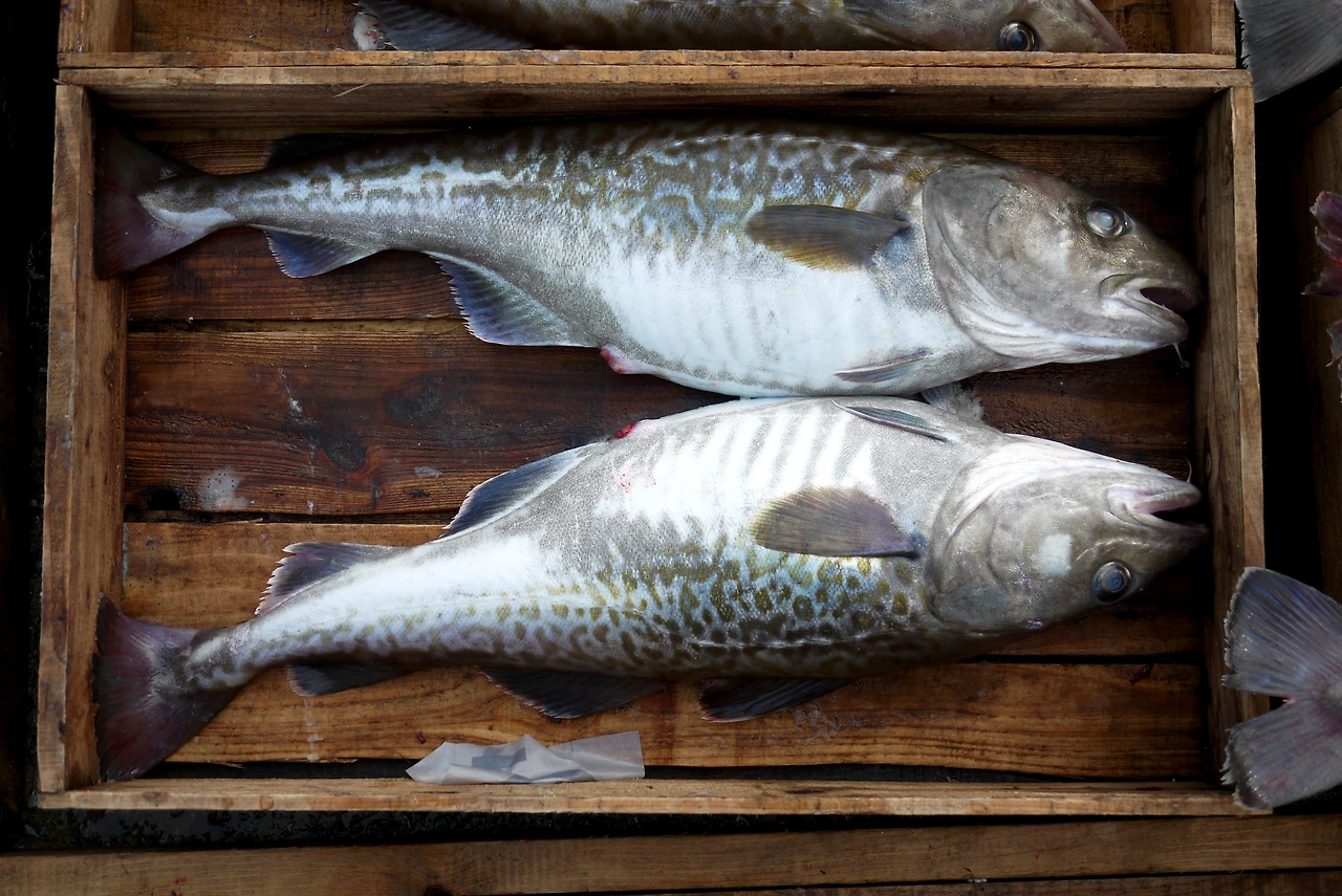 맛도 살집이 좋은 단백질 덩어리 대구.JPG