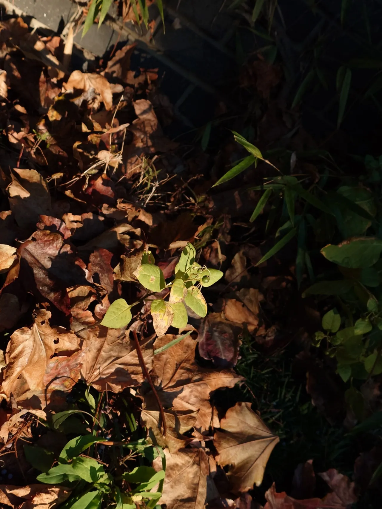 20241103%EF%BC%BF080644452.JPG?type=w1600