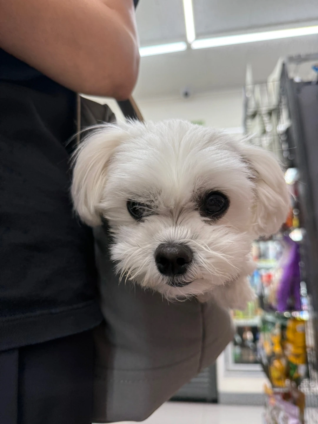 가방에 있는 포뇨.JPG