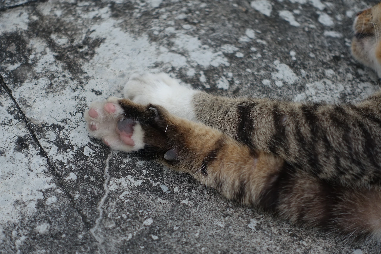 선셋고양이 (2).JPG