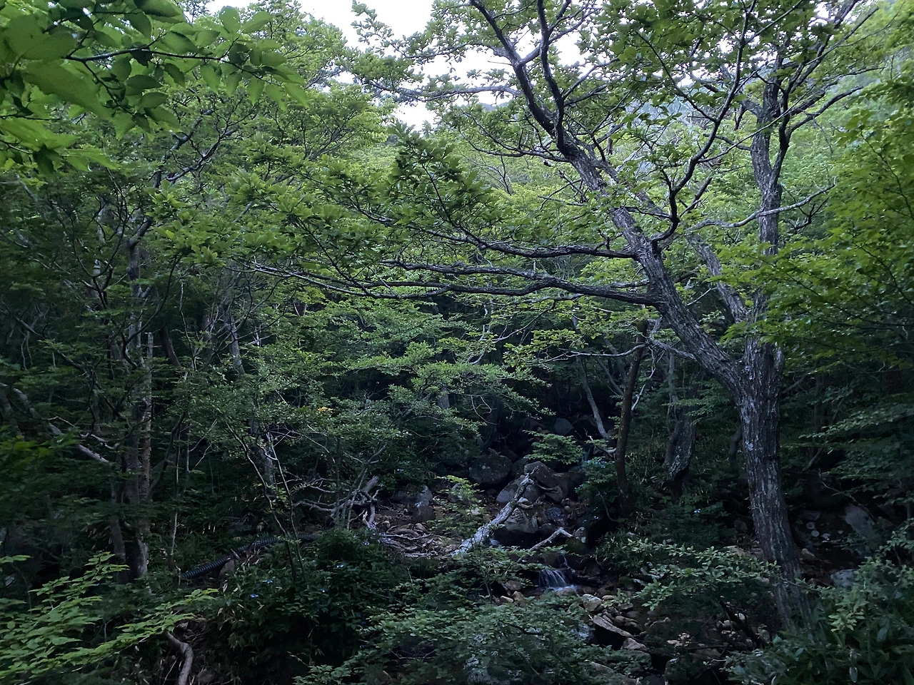 2 영실계곡.JPG