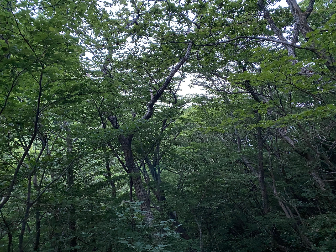 3 오르는 길 푸르른 나무.JPG