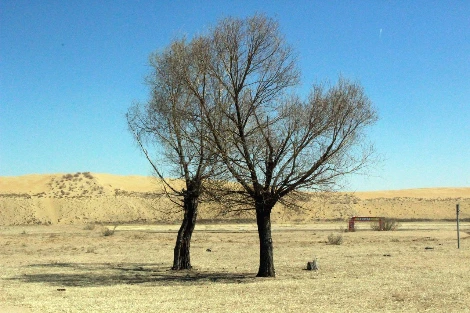 쿠부치 쌍둥이 나무.JPG